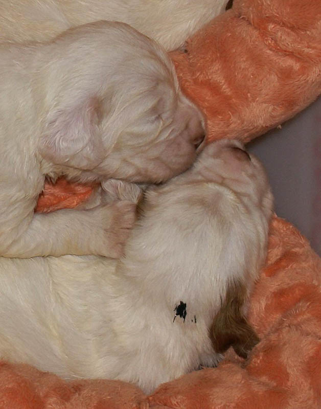 Bumbaa's_litter_3weeks_4