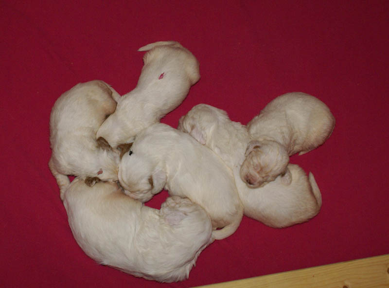 Bumbaa's_litter_3weeks_5