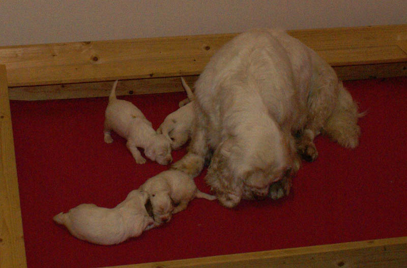 Bumbaa's_litter_3weeks_8