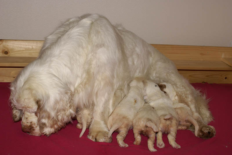 Bumbaa's_litter_3weeks_9