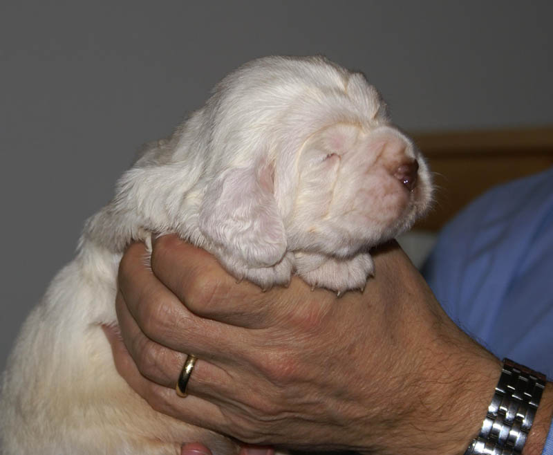 Bumbaa's_litter_3weeks_Boy_Blue_2