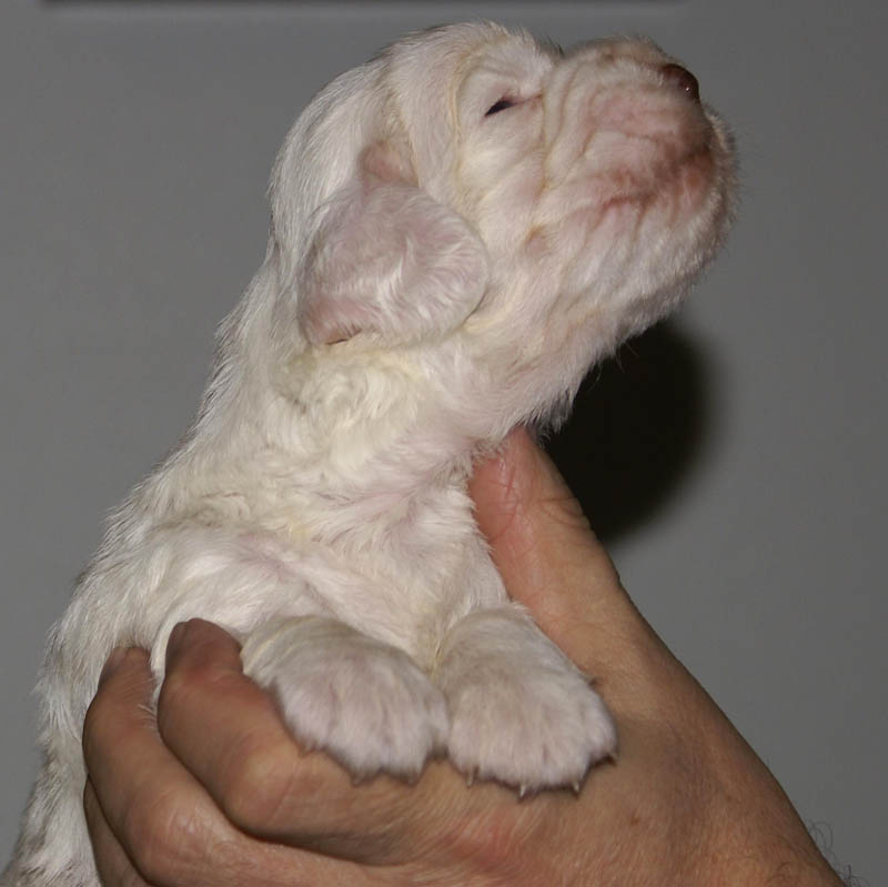 Bumbaa's_litter_3weeks_Boy_Blue_3