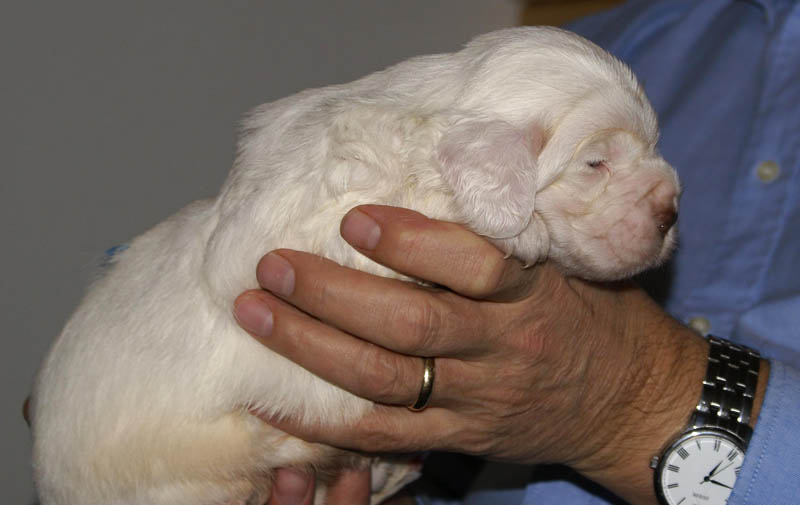 Bumbaa's_litter_3weeks_Boy_Blue_4