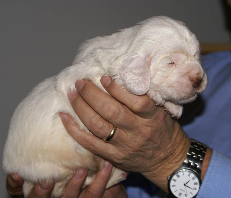 Bumbaa's_litter_3weeks_Boy_Blue_5