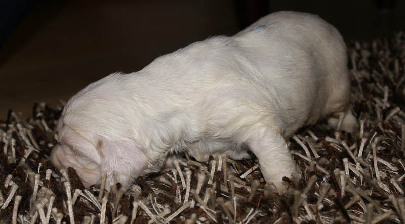 Bumbaa's_litter_3weeks_Boy_Blue_7