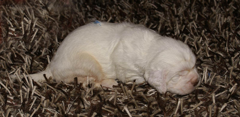 Bumbaa's_litter_3weeks_Boy_Blue_8