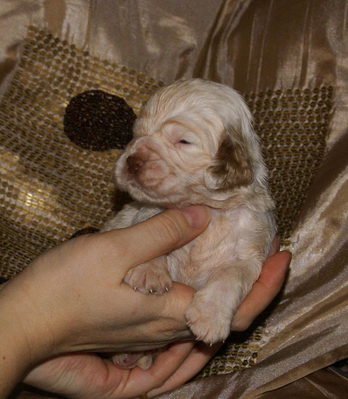 Bumbaa's_litter_3weeks_Boy_Bronze_1