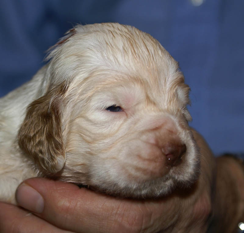 Bumbaa's_litter_3weeks_Boy_Bronze_4