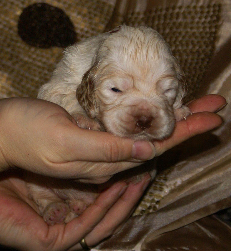 Bumbaa's_litter_3weeks_Boy_Bronze_5