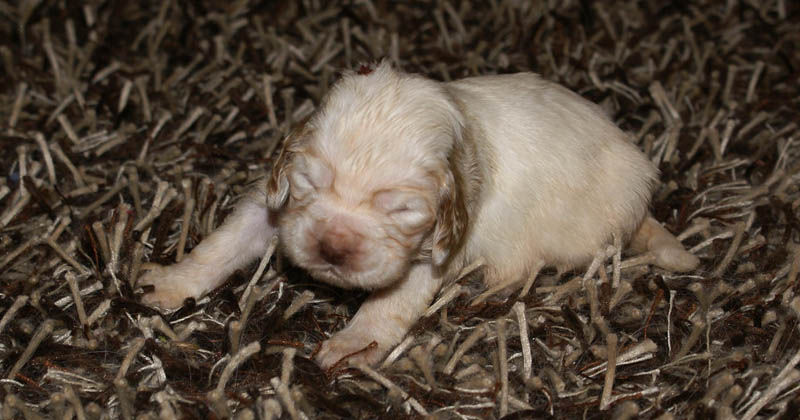 Bumbaa's_litter_3weeks_Boy_Bronze_9