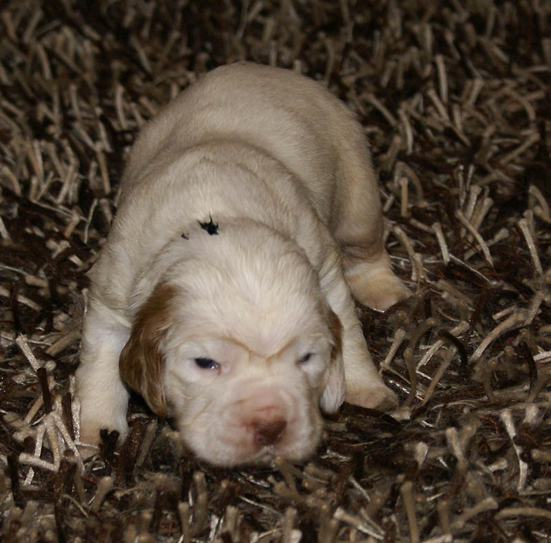 Bumbaa's_litter_3weeks_Boy_Green_12