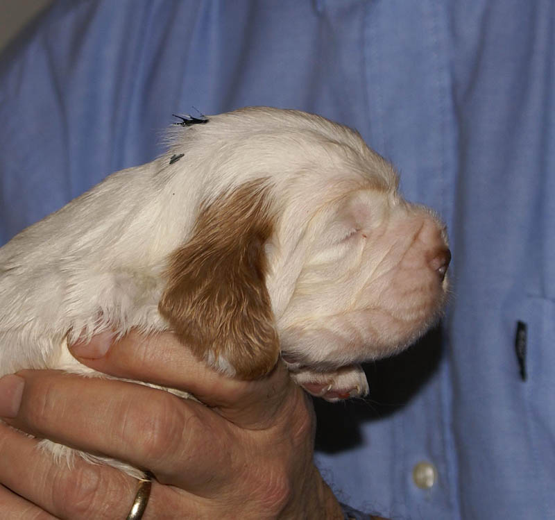 Bumbaa's_litter_3weeks_Boy_Green_3