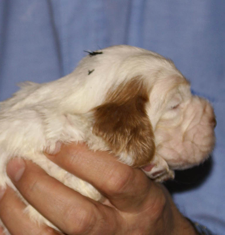 Bumbaa's_litter_3weeks_Boy_Green_6