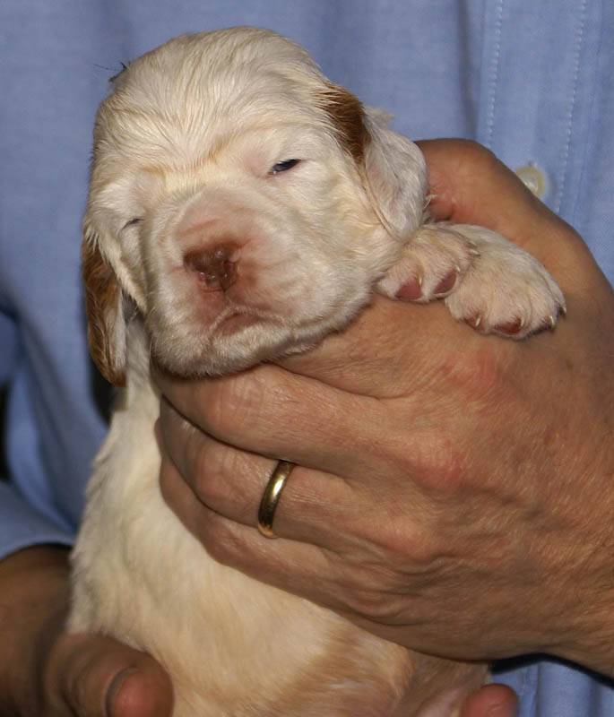 Bumbaa's_litter_3weeks_Boy_Green_7