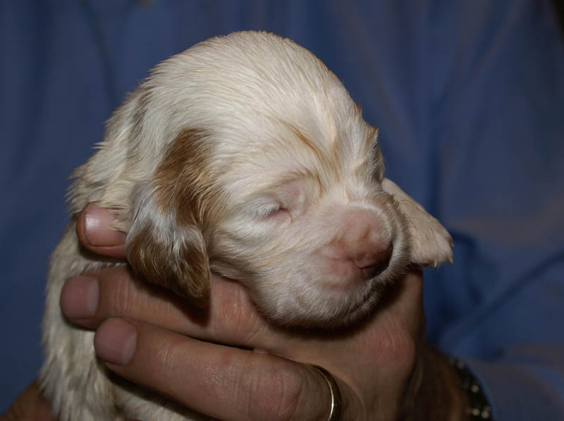 Bumbaa's_litter_3weeks_Boy_Pink_1