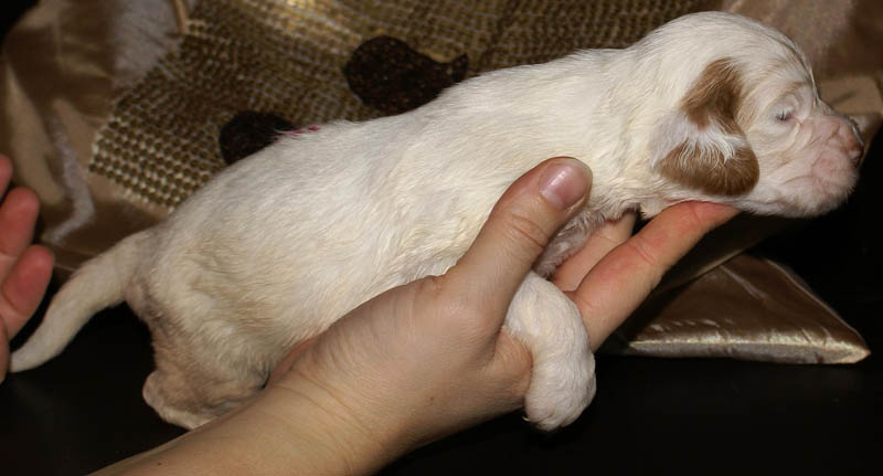 Bumbaa's_litter_3weeks_Boy_Pink_2