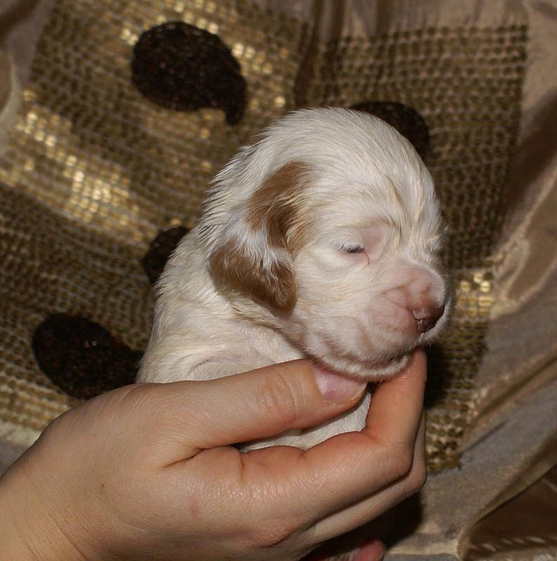 Bumbaa's_litter_3weeks_Boy_Pink_3