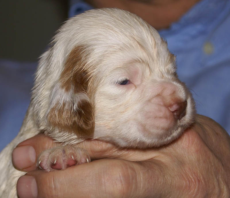 Bumbaa's_litter_3weeks_Boy_Pink_5