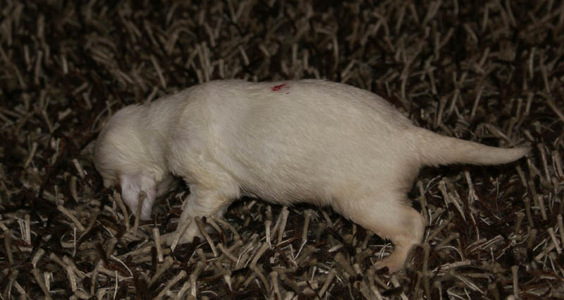 Bumbaa's_litter_3weeks_Boy_Pink_6