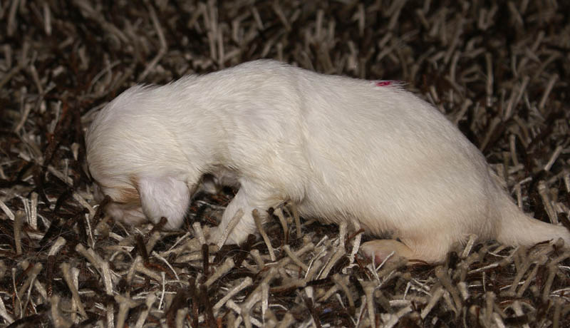 Bumbaa's_litter_3weeks_Boy_Pink_8