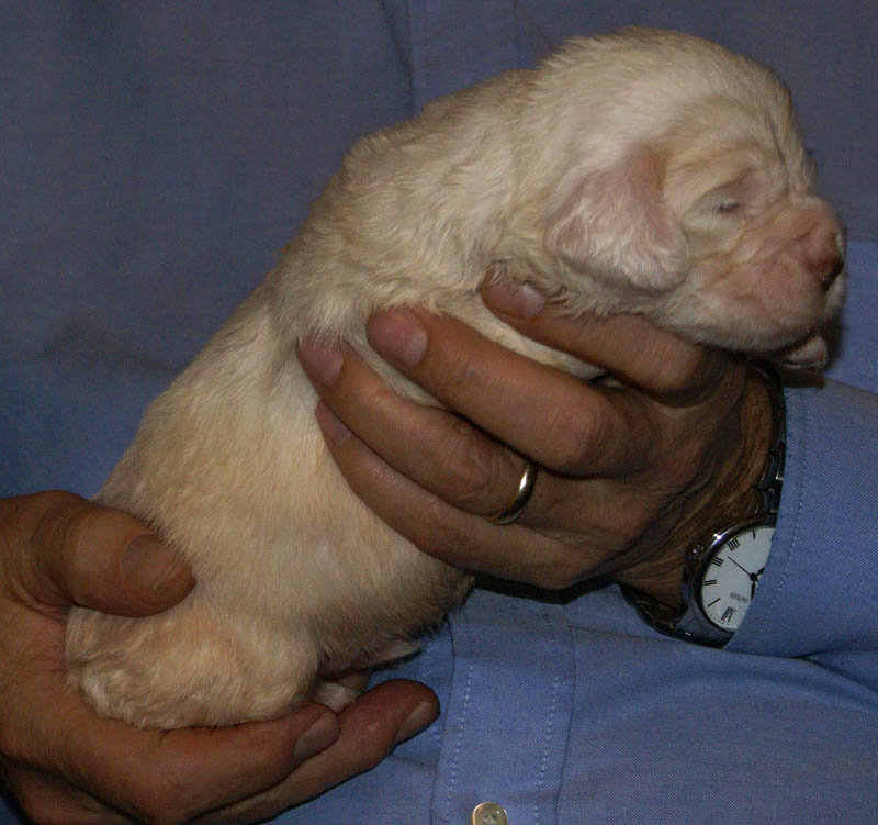 Bumbaa's_litter_3weeks_Boy_Yellow_1