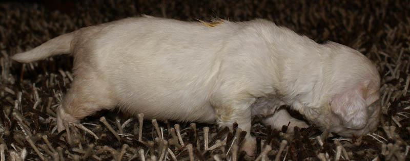 Bumbaa's_litter_3weeks_Boy_Yellow_7