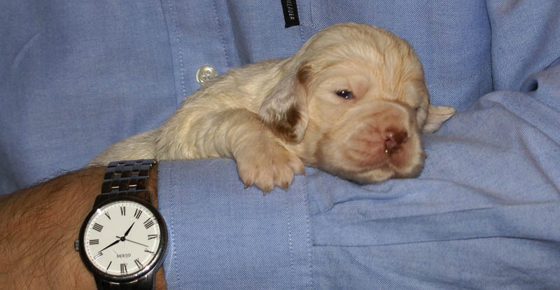 Bumbaa's_litter_3weeks_Girl_1