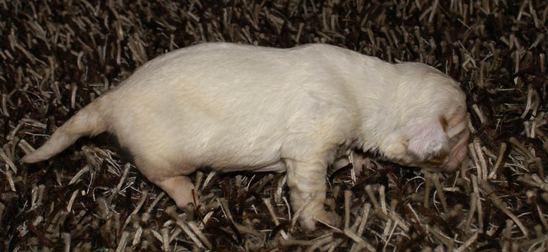 Bumbaa's_litter_3weeks_Girl_10