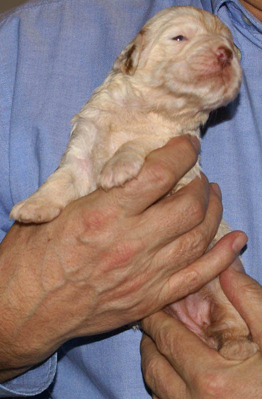 Bumbaa's_litter_3weeks_Girl_2