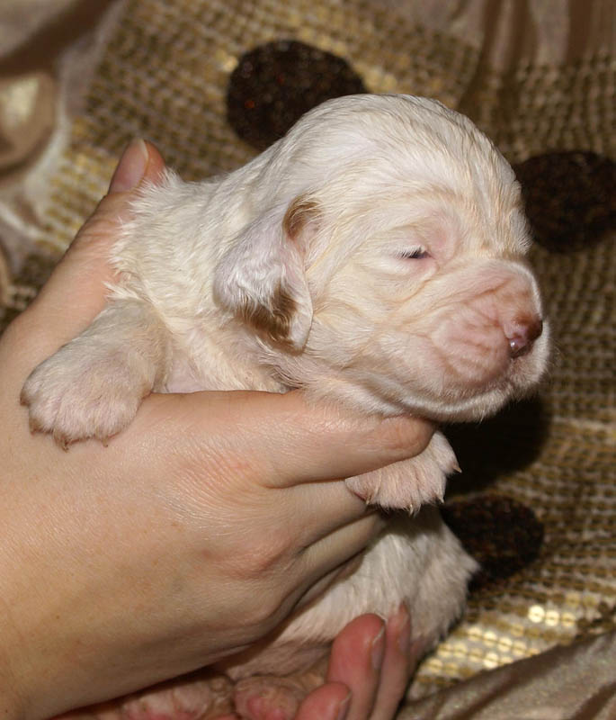 Bumbaa's_litter_3weeks_Girl_5