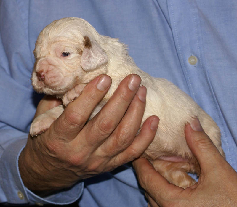 Bumbaa's_litter_3weeks_Girl_6