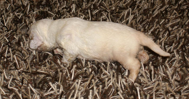 Bumbaa's_litter_3weeks_Girl_7