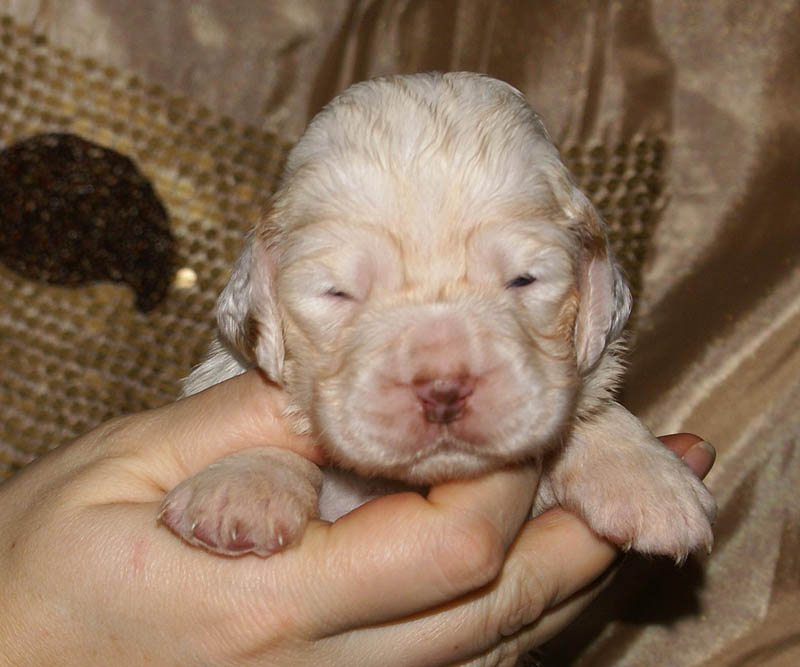 Bumbaa's_litter_3weeks_Girl_9