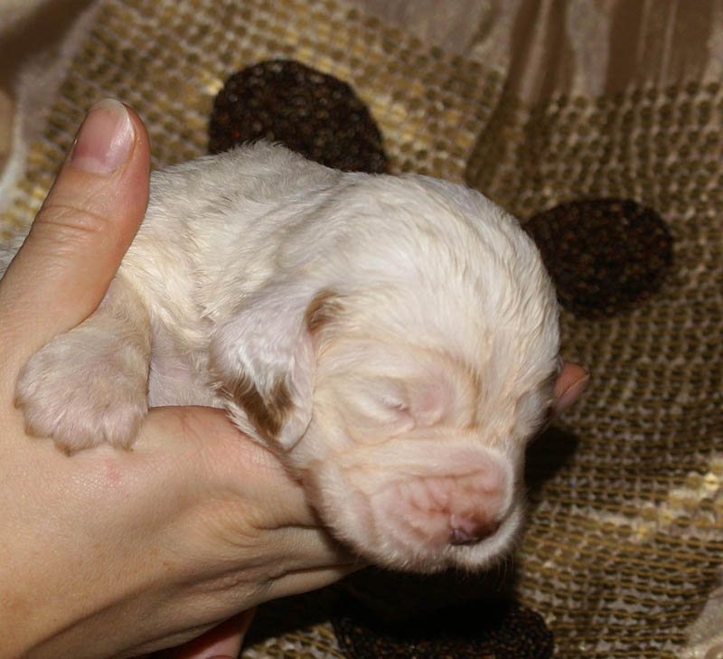 Bumbaa's_litter_3weeks_Girl_a