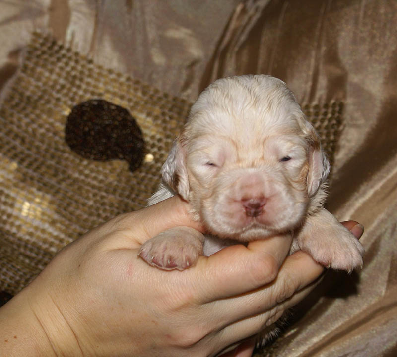 Bumbaa's_litter_3weeks_Girl_b