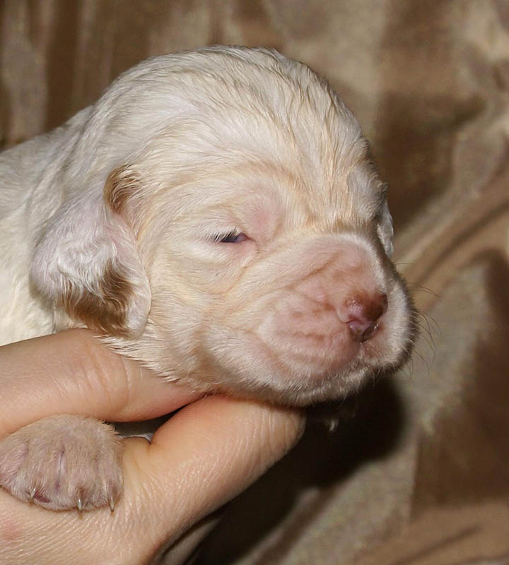 Bumbaa's_litter_3weeks_Girl_d