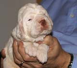 Bumbaa's_litter_3weeks_Boy_Blue_1