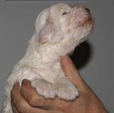 Bumbaa's_litter_3weeks_Boy_Blue_3