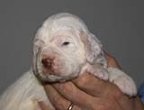Bumbaa's_litter_3weeks_Boy_Blue_6