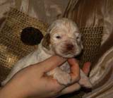 Bumbaa's_litter_3weeks_Boy_Bronze_2