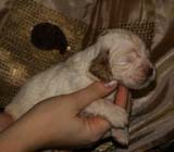 Bumbaa's_litter_3weeks_Boy_Bronze_3