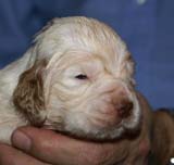 Bumbaa's_litter_3weeks_Boy_Bronze_4