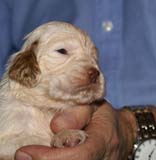 Bumbaa's_litter_3weeks_Boy_Bronze_6