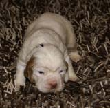 Bumbaa's_litter_3weeks_Boy_Green_12