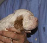 Bumbaa's_litter_3weeks_Boy_Green_3