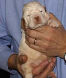 Bumbaa's_litter_3weeks_Boy_Green_4