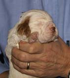 Bumbaa's_litter_3weeks_Boy_Green_5