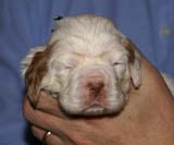 Bumbaa's_litter_3weeks_Boy_Green_8