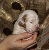 Bumbaa's_litter_3weeks_Boy_Pink_3