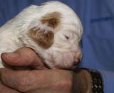 Bumbaa's_litter_3weeks_Boy_Pink_4